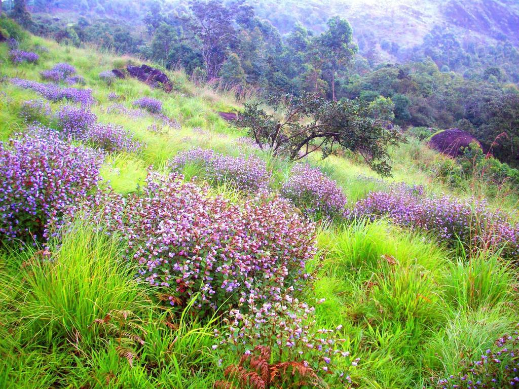 Hotel Elysium Garden à Munnar Extérieur photo
